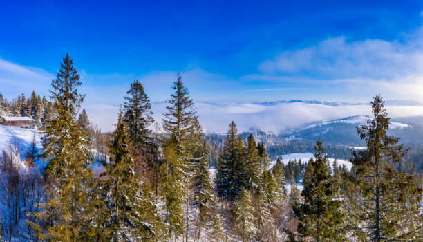istock Fabulous snow-covered panorama of spruce trees 1350361850