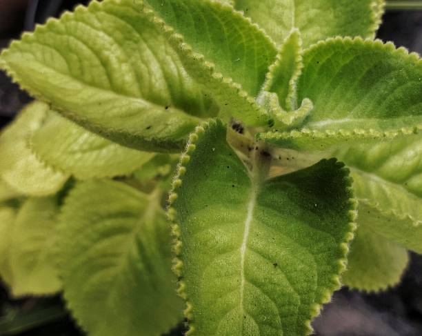 istock GREEN LEAVES PLANT 1350362985