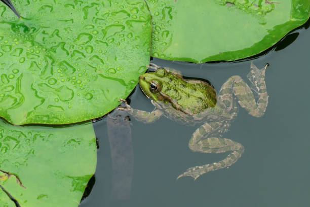 озерная зеленая лягушка в пруду крупным планом - lake pond stream water стоковые фото и изображения