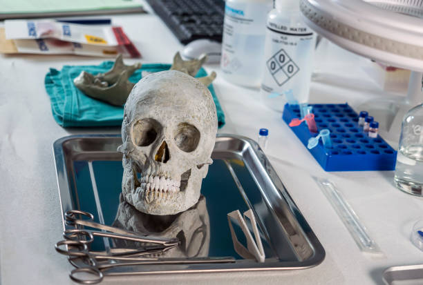 istock Human skull of a murdered adult in forensic lab, conceptual image 1350363778
