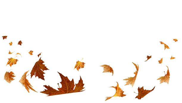 istock falling flying dry autumn leaves isolated for background with space for your text 1350365895