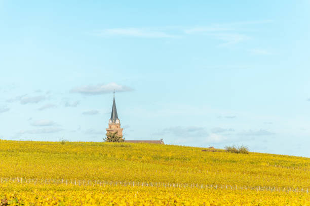 istock Alsace vineyard in autumn with yellow leaves. 1350367063