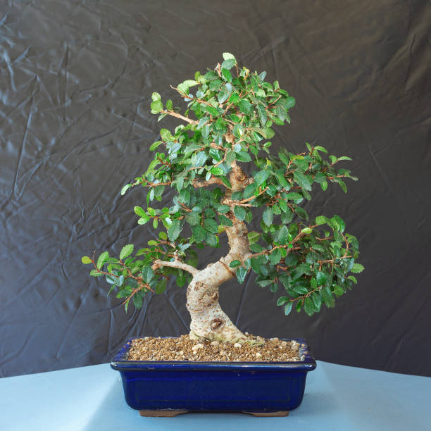 chinese elm beautiful bonsai stock photo