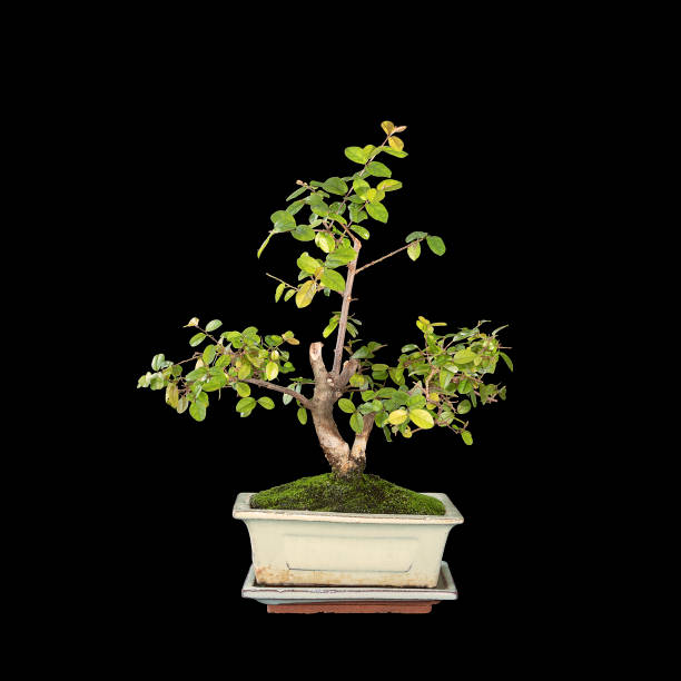 istock small sweet plum bonsai isolated over dark background 1350368196