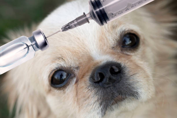 концепция вакцины для домашних животных, инъектор и вакцина - doctor dog portrait animal hospital стоковые фото и изображения