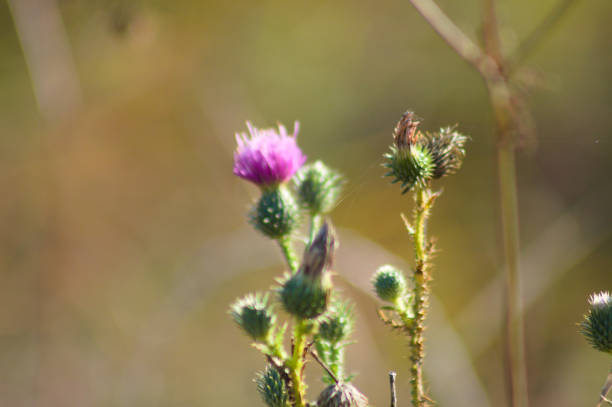 istock Bull thistle in bloom close-up view with blurred background 1350369084