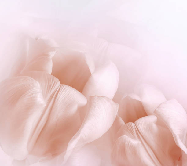 istock Red tulips.  Floral  background.  Closeup. Nature. 1350369135
