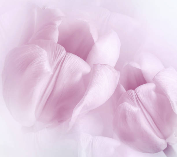 istock Light pink  tulips.  Floral  background.  Closeup. Nature. 1350369158