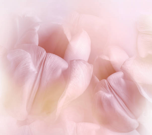 istock Light pink tulips.  Floral  background.  Closeup. Nature. 1350369186