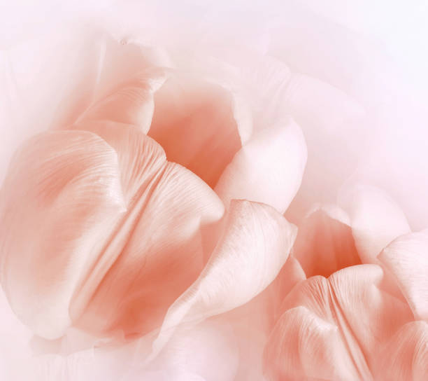 istock Light red  tulips.  Floral  background.  Closeup. Nature. 1350369724