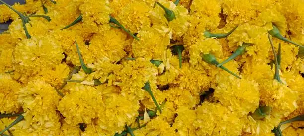 A heap of yellow marigold flowers also known as Tagetes erecta