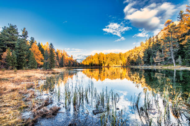 istock Small lake in the forest in autumn 1350370900