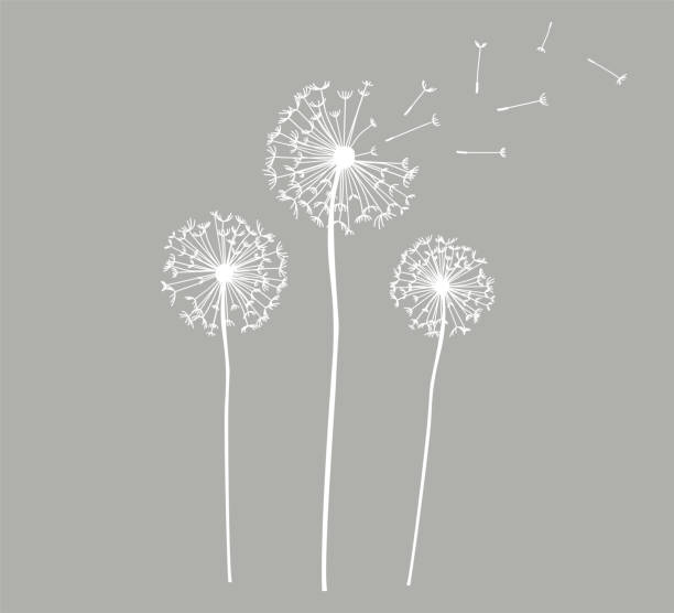 ilustrações de stock, clip art, desenhos animados e ícones de decorative slogan with dandelion illustration, vector design for fashion and poster prints - dandelion