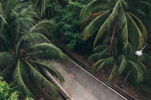Empty African Asphalt Road among the Palm Trees near Cape Coast in Ghana, West Africa