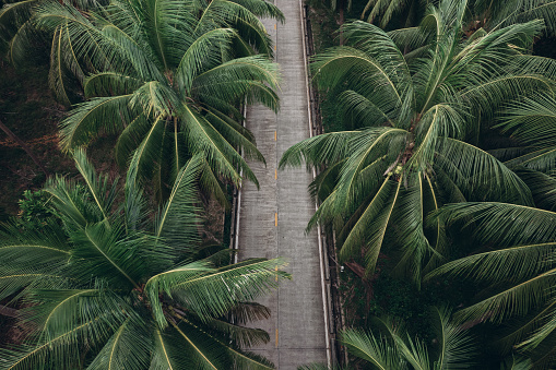 Aerial view of road in coconut tree forest in Thailand.
