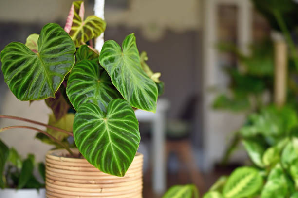 istock 'Philodendron Verrucosum' houseplant 1350375902