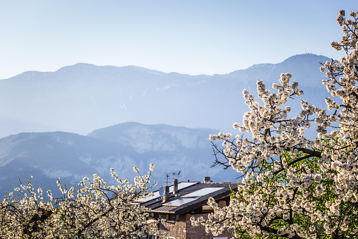 Spring bloom of apple tree in alpine village. House with solar panels on the background.