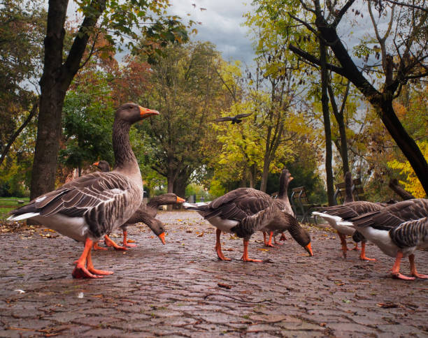 istock Park in autumn with goose 1350380558