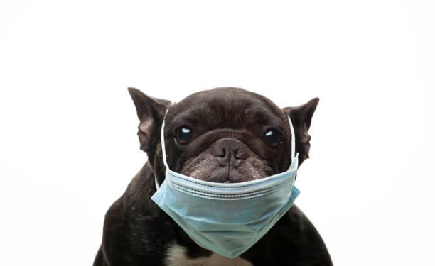 istock image of dog white background 1350381424