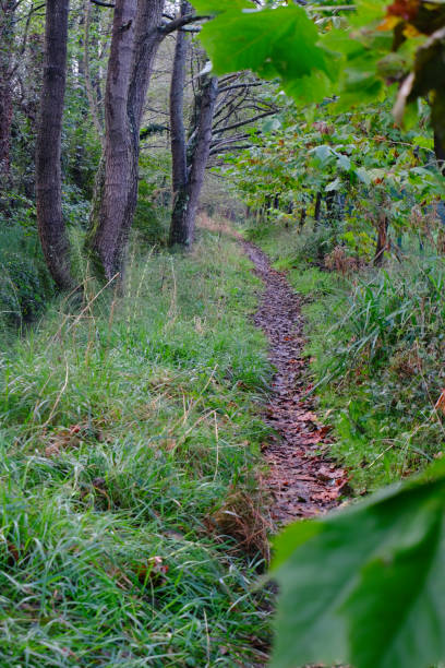 istock Treelined patch trough woodland 1350381925