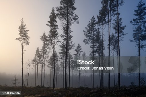 istock Sunrise over misty deforestation one early morning in Sweden with pine trees in backlight 1350382836