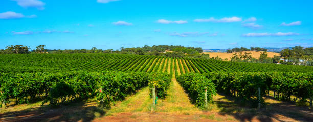 istock Winery in Barossa Valley in South Australia. 1350382918
