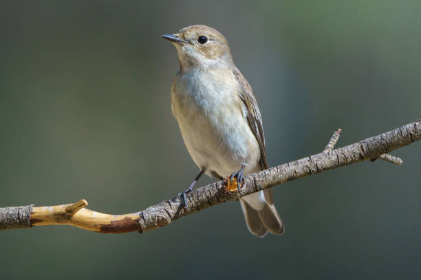 istock Pied flycatcher (Ficedula hypoleuca) perching on a branch with out of focus background. 1350382939