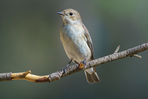 Pied flycatcher (Ficedula hypoleuca) perching on a branch with out of focus background.