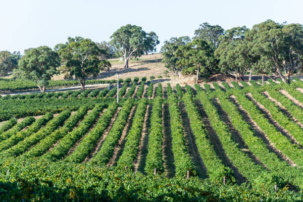 istock Winery in Barossa Valley in South Australia. 1350383021