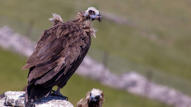 buitre negro - cinereous fotografías e imágenes de stock