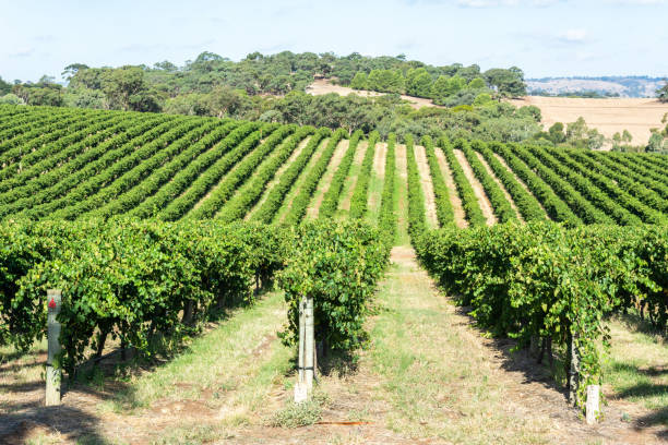 istock Winery in Barossa Valley in South Australia. 1350383713