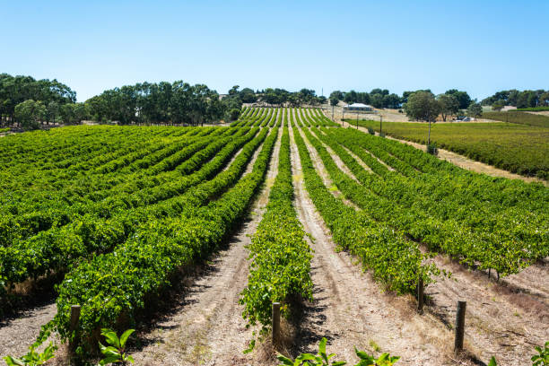 istock Winery in Barossa Valley in South Australia. 1350383760