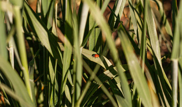 Ladybug on some leaves stock photo