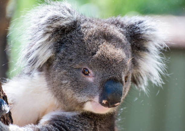 portrait d’un koala. - cinereous photos et images de collection