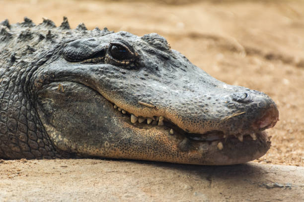 american alligator (alligator mississippiensis) - crocodile alligator australia animal teeth imagens e fotografias de stock