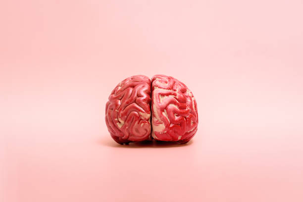 istock A model of the human brain on a pink background with copy space. 1350384310