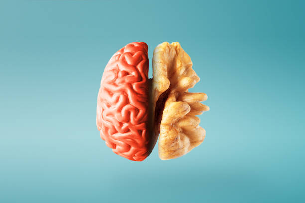 concepto creativo de un cerebro sano sobre un fondo azul. primer plano. - nuez fotografías e imágenes de stock