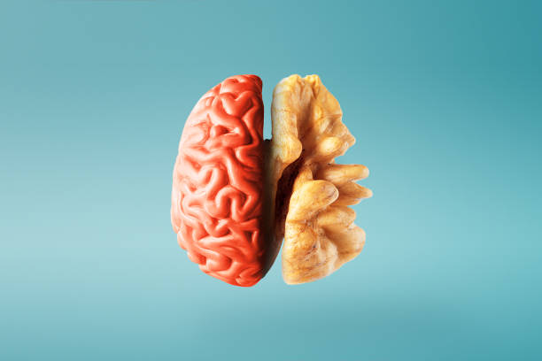 creative concept of a healthy brain on a blue background. close-up. - noz imagens e fotografias de stock