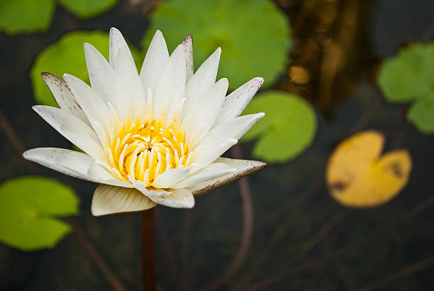 istock Close up white lotus in the park. 135038488