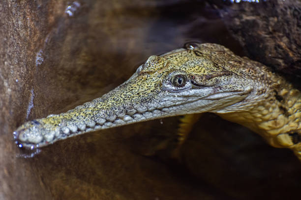 freshwater crocodile (crocodylus johnstoni) - crocodile alligator australia animal teeth imagens e fotografias de stock