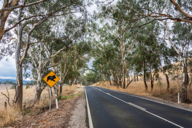 istock Road in Victoria, Australia 1350385292