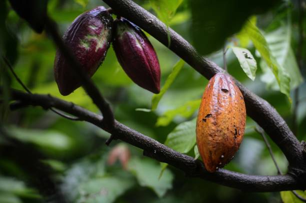 Food and drink Cocoa beans can produce a variety of food, health and beauty products cacao fruit stock pictures, royalty-free photos & images