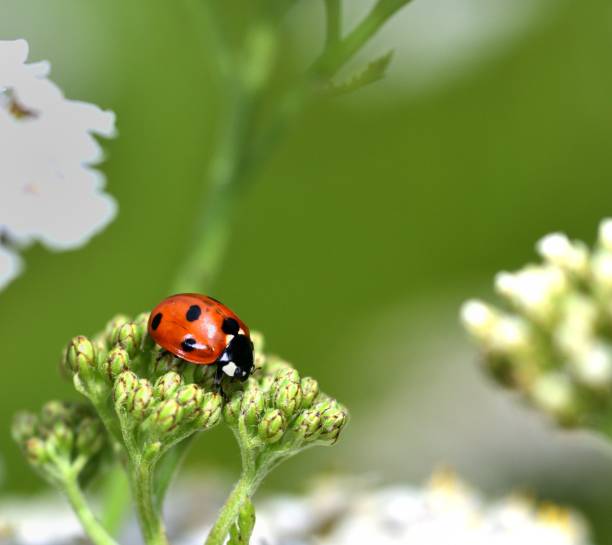 istock Ladybird searching for food 1350385994