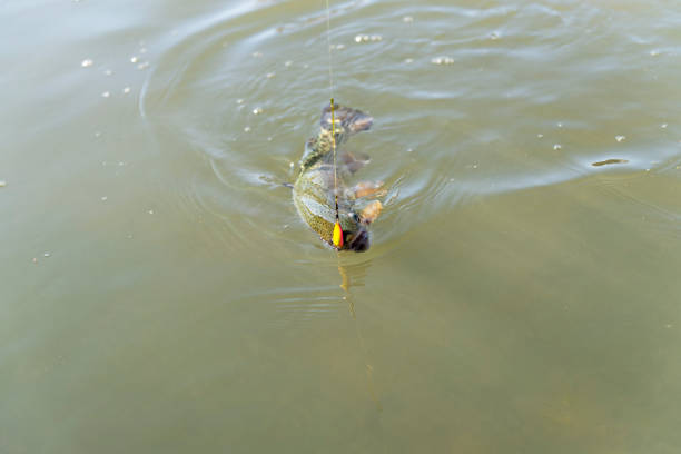 Wild brown trout on the hook under the water.