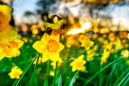 In this September 2021 sunset photo, daffodils grow in Shand Crescent Reserve in Ōtautahi Christchurch, Aotearoa New Zealand.