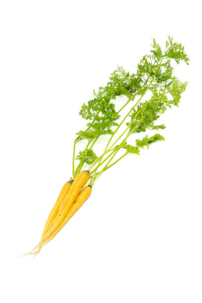 pęczek świeżych marchwi dziecięcych izolowanych na białym tle - carrot isolated bunch baby carrot zdjęcia i obrazy z banku zdjęć