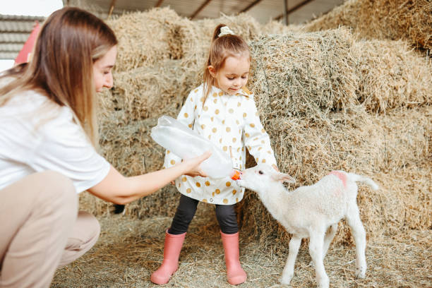 petite fille nourrissant l’agneau avec sa mère - lamb young animal sheep livestock photos et images de collection