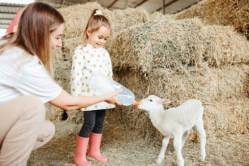 A little girl bottle feeds a baby lamb inside a barn filled with straw.