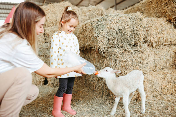 Little girl feeding the lamb with her mother A little girl bottle feeds a baby lamb inside a barn filled with straw. agritourism stock pictures, royalty-free photos & images