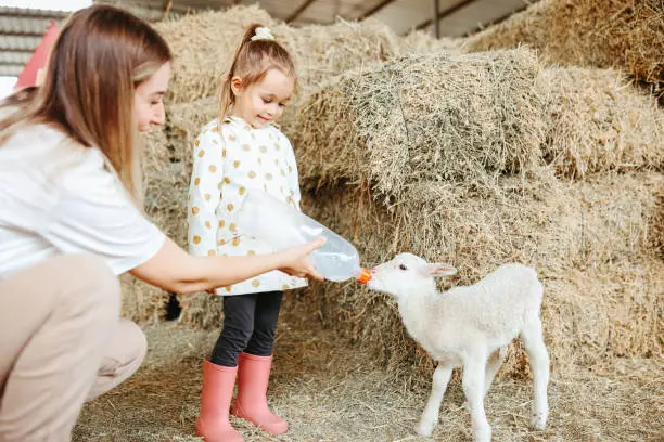 Photo of Little girl feeding the lamb with her mother